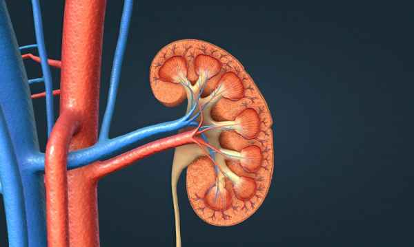59540298 function of the renal artery and renal vein in the kidney