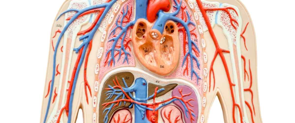 Fortbildning För Njurläkare Om Renal Anemi Vid Kronisk Njursjukdom